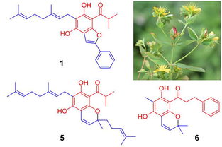 昆明植物所在異戊烯基雜合酰基間苯三酚 ppap 類天然產(chǎn)物研究中取得進展