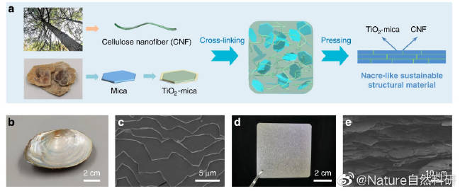 生產(chǎn)高強(qiáng)度的生物基材料替代塑料本周. 來(lái)自NaturePortfolio - 微博