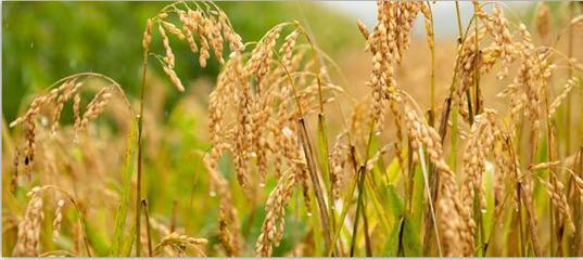 斯道拉恩索集團(tuán)公布2017年上半年度財(cái)報(bào):轉(zhuǎn)型項(xiàng)目帶來(lái)的積極影響正加速顯現(xiàn)